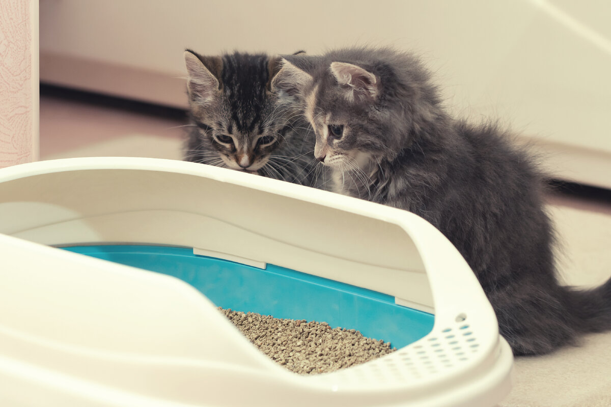 Грамотно организованный туалет – залог кошачьей гигиены и чистоты дома.